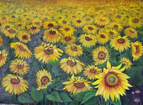 Campo de girasoles