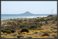 Florecer junto al mar