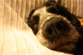 Rufo