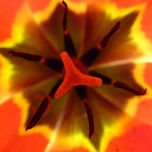Plantas y flores thumbnail 1