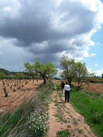 Flores en el camino