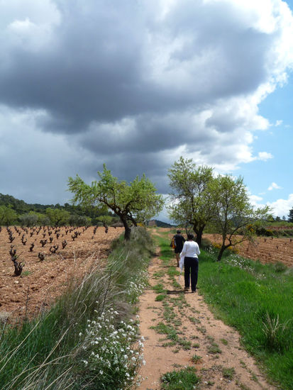 FLORES EN EL CAMINO 