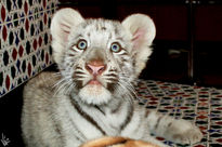 Tigre blanco