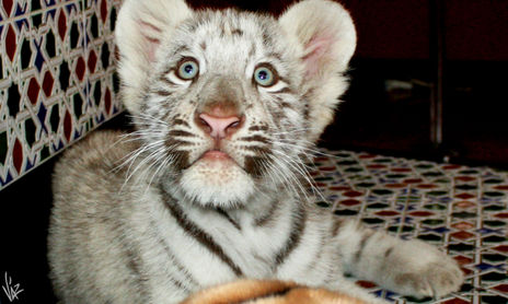 Animales