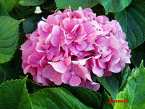 Hortensia