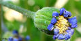 Primavera efímera 1