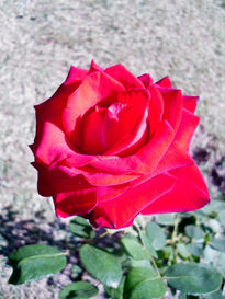 Mi rosa