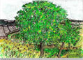 ARBOL HUERTA
