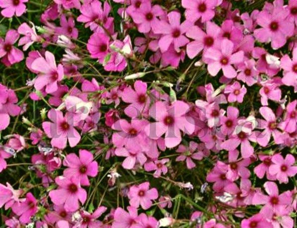 Florecen  los  treboles  ,  se  acerca   la  primavera¡¡¡