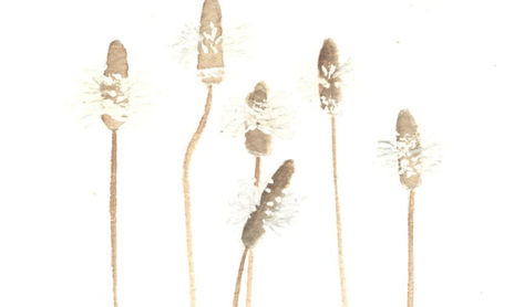 Flores de Asturias