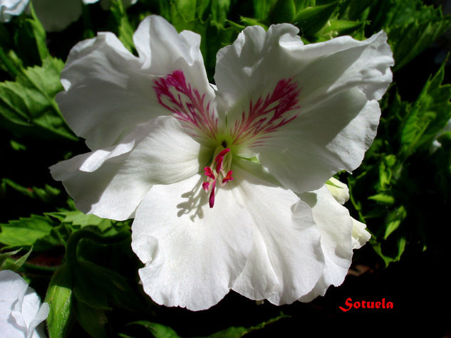 Pelargonium Nature Color (Digital)