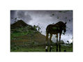 caballo2