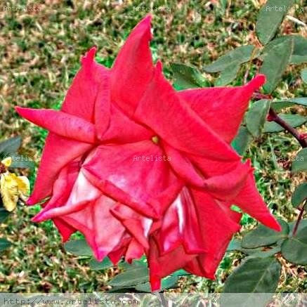 MADUREZ  DE  UNA   BELLA  ROSA