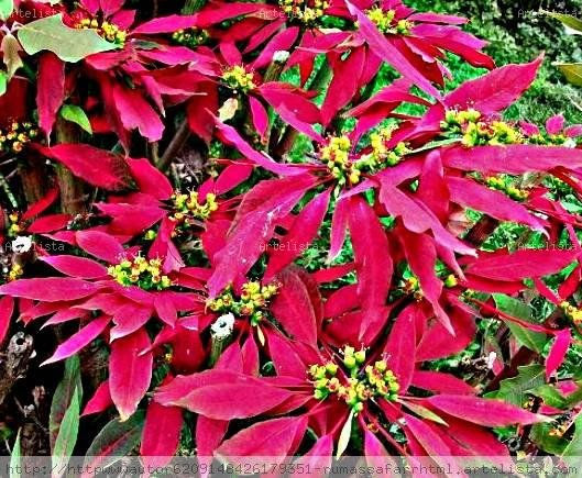 ESTRELLA   FEDERAL  O   FLOR  DE  NAVIDAD