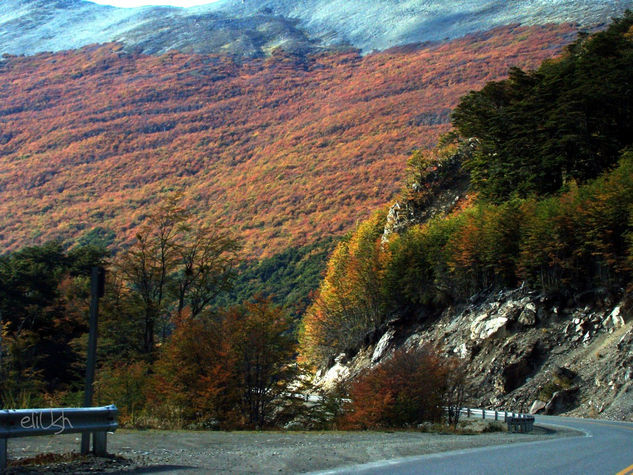 Otoño en la isla de Tierra del Fuego Nature Color (Digital)