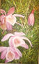 "ORQUIDEAS"