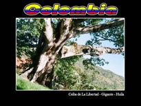 Ceiba de La Libertad