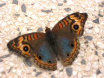 Mariposa