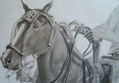caballo criollo