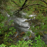 Bosque thumbnail 1