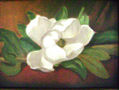 rosa blanca