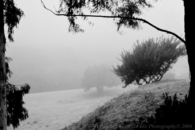 Arbol Fantasma 