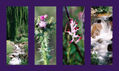 collage 13