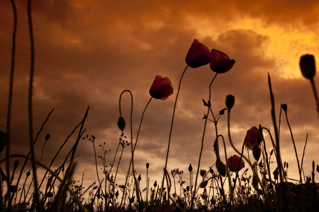 amapolas