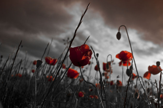 amapolas 3