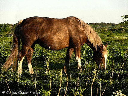 Alazana malacara
