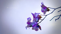 Orquídeas en el cielo