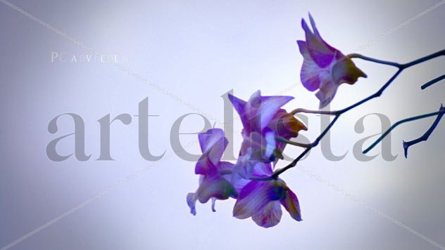 orquídeas en el cielo