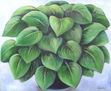 Hostas