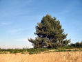 arbol