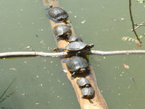 Tortugas al sol
