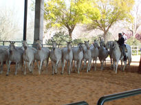 Caballos cartujanos