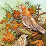 FAUNA thumbnail 1