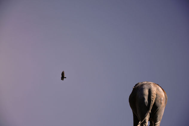 La fábula del elefante y el...