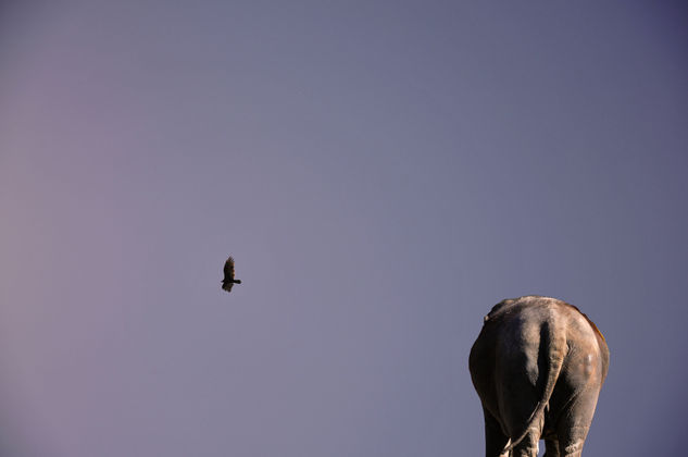 La fábula del elefante y el... 