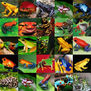 mis ranas