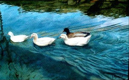 Patos
