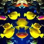 de los peces miracle