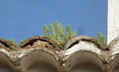 BROTES VERDES