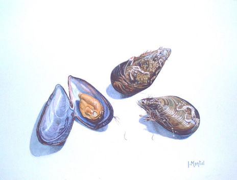 Mejillones