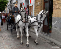 Los patios cordoba