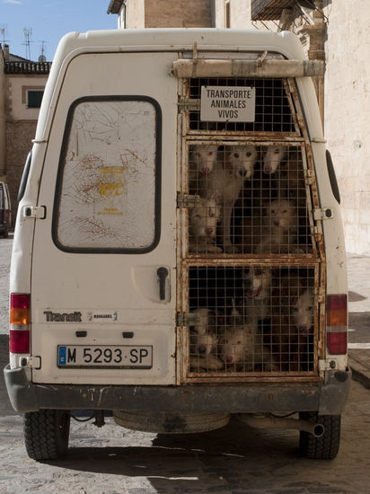 Transporte de Animales Vivos. 