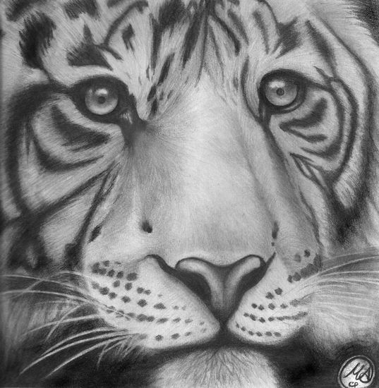 Tigre de Bengala Grafito