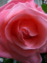 Rosas