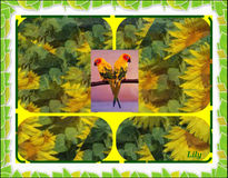 Girasoles y loros