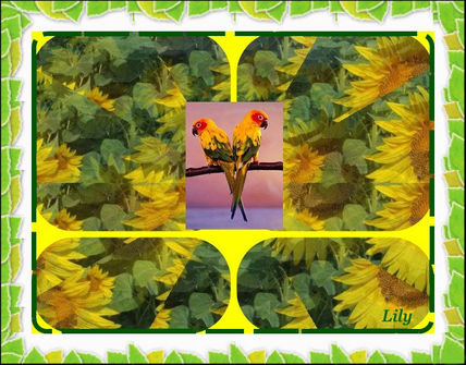 Girasoles y loros
